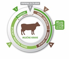 Ishrana krava tokom različitih faza laktacije