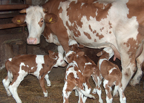 ZAŠTO KRAVE POVAĐAJU BEZ VIDLJIVIH KLINIČKIH SIMPTOMA (RAZLOGA)?