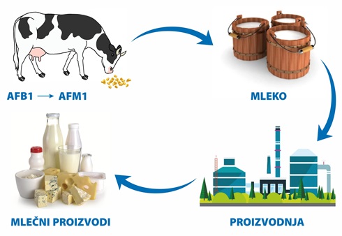 Aflatoksin - žetva 2021.