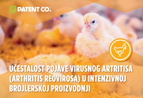 Učestalost pojave virusnog artritisa (Arthritis reovirosa) u intenzivnoj brojlerskoj proizvodnji 