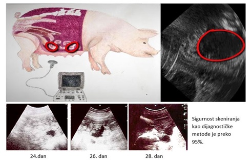 Dijagnostika graviditeta kod krmača