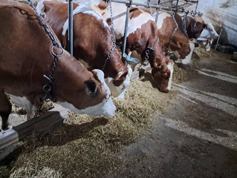 KLOSTRIDIJALNE INFEKCIJE KOD KRAVA