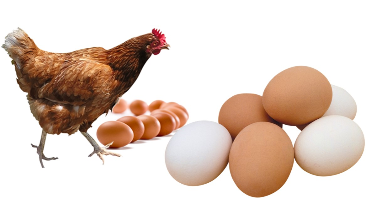 Prikupljanje i skladištenje jaja