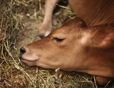 Uticaj infekcije  parazitom neospora caninum na reprodukciju goveda