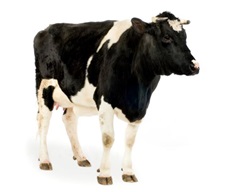 Uslovi smeštaja krava - komfor krava