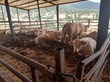 Najčešće bolesti koje se javljaju kod tovne teladi i junadi